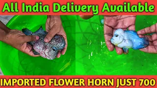 Super Quality Imported Flower Horn Just 700 🔥🔥|| Cheapest Flower Horn Shop In Kolkata ||