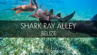 Snorkelling Shark Ray Alley, Belize