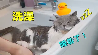 The best cat in the bath! Washed and fell asleep, not even afraid of a hair dryer!