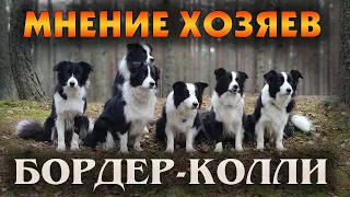 Интервью о породе Бордер-колли