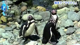 ペンギンの海まで遠足始まる＜おたる水族館ゆかいな仲間たち＞