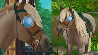 New Horse Championship Race In Star Stable