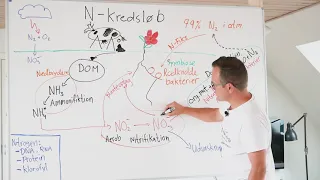 Nitrogen kredsløb