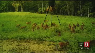 Video: Monkeys swarm Ocala man’s property