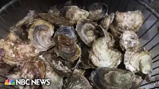 Texas man dies from flesh-eating bacteria after consuming oyster