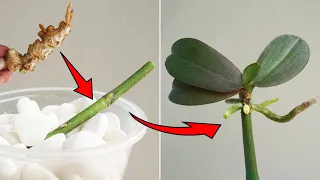 Just 1 ginger root, orchid branches will sprout and bloom