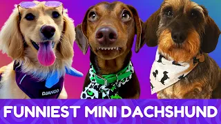 Try Not To Laugh! Funniest Mini Dachshund Moments of 2020 #22