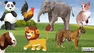 Wild Animals Sounds In Nuture: Elephant, Tiger, panda, Goat, Chicken, Giraffe,Cow, Animals Moments