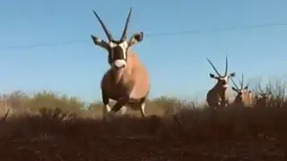 How to Herd Dangerous Antelope | Vet Safari | BBC Earth