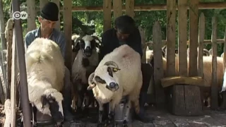 Rumania: pastores sin miedo | Enfoque Europa