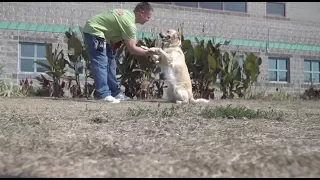 Prison Dog Training Program