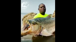 The Goliath tigerfish