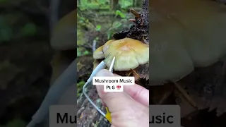 Modern Biology - Mushroom Music Pt 6 🍄✨🍄 myco transmissions #music #plants #shorts #synth #mushroom