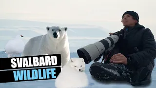 Ľadové medvede a wildlife na Svalbarde