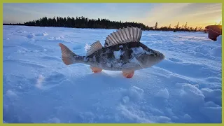 Рыбалка с друзьями на больших окуней. ХМАО