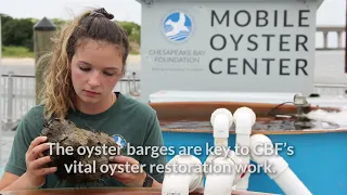 How Do CBF’s Oyster Restoration Barges Work?