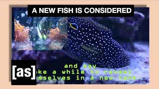 FishCenter Recap 8/7/17 | FishCenter | Adult Swim