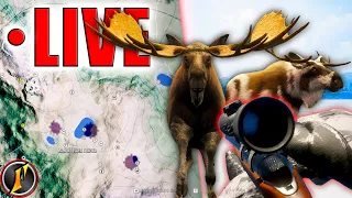 Finding Consistency on Our Moose Grind?!? | Moose Shoosting LIVE!