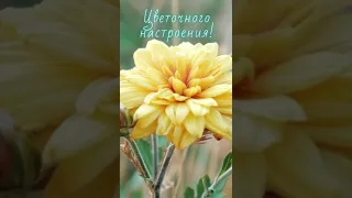 Видео пожелание Цветочного настроения!