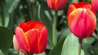 Tulip Flowers Pictures