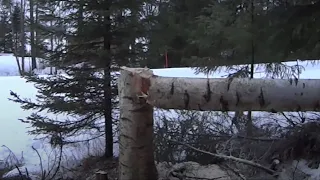 Special tree felling technique: a key notch