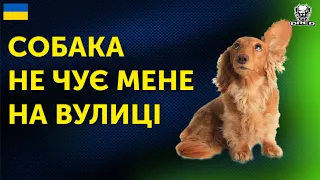 🇺🇦СОБАКА НЕ ЧУЄ НА ПРОГУЛЯНЦІ. ЩО РОБИТИ?