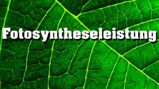 Fotosynthese: Einfluss von Temperatur, Lichintensität, Lichtqualität und CO2