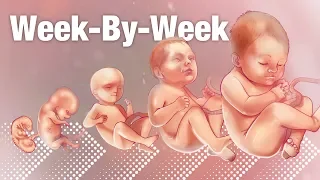 Pregnancy Week-By-Week 🌟 Weeks 3-42 Fetal Development 👶🏼