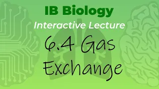 IB Biology 6.4 - Gas Exchange - Interactive Lecture