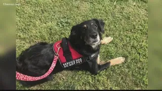 VERIFY: Do service dogs have to wear vests?