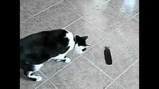 cat scared of feather