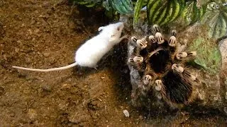 Large brutal tarantula kills mouse (Acanthoscurria geniculata)