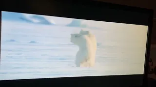 Disneynature polar bear￼ 2022: mother polar bear pouncing￼