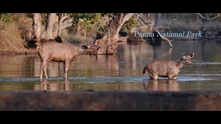 Panna Tiger Reserve: Morning Safari