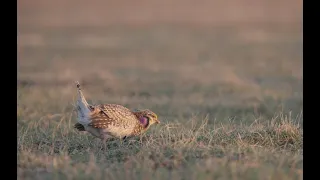 Sharp-tailed Grouse