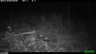 Bobcat vs  coyotes