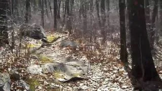 Sights and Sounds in the Woods at Broad Meadow Brook