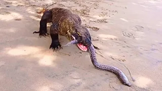 Komodo Dragons Eat & Swallow Moray Eels