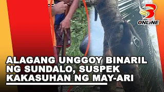 Alagang Unggoy binaril ng sundalo, suspek kakasuhan ng may-ari