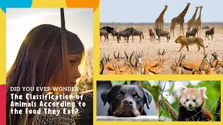 Animal classification: carnivores, herbivores, omnivores | Science for Kids | Science Video for Kids