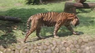 Indonésia investiga como dois tigres de Sumatra contraíram Covid-19