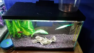 Top Fin All In One Betta Tank Intial Impressions