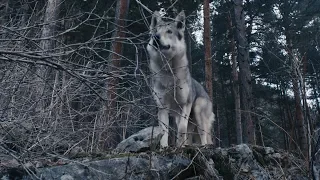 "Русский Иллюзион": "Глубокие реки"