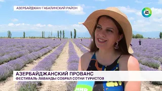 Фестиваль лаванды в Азербайджане: бескрайние поля окрасились в фиолетовый цвет