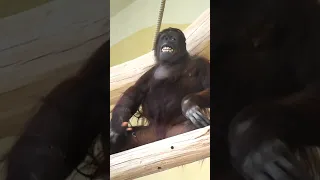 The most charming and attractive Auntie Sol#shorts#funny#orangutans#funnyanimals#funnyvideo#zoo