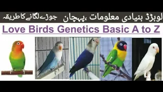 Love Birds Genetics Basic A to Z