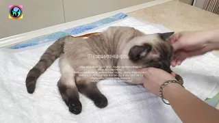 Ледяной сугроб оказался котом с переломом позвоночника травма черепа help the animal shelter