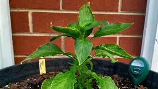 Pepper Plants Update