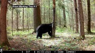 May Bear Scent Marking MA