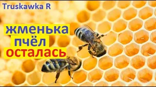 Весной осталась жменька пчёл. Что делать на пасеке с такими пчёлами. И ещё мёду получить